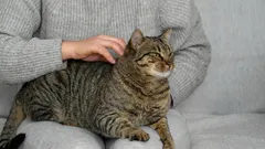 Kattenliefde: 10 geheimen om je huisdier beter te begrijpen