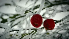 Fruitbomen voorbereiden op de winter: 10 belangrijke tips van een tuinier