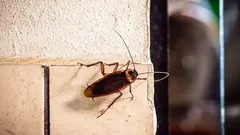 Planten tegen kakkerlakken: groene helpers die je van het probleem afhelpen