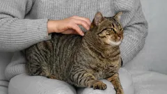 Kattensignalen: hoe je de tekenen ontcijfert die laten zien dat je huisdier aandacht nodig heeft