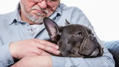 Rustig en trouw: 5 hondenrassen die ouderen warmte brengen