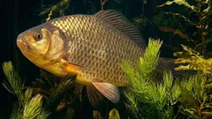 Deze vis kan maandenlang zonder zuurstof leven: hoe krijgt hij dat voor elkaar?