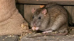 Ratten verdwijnen voorgoed: het huishoudelijke ingrediënt dat je van knaagdieren afhelpt