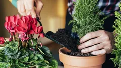 Welke planten groeien goed in kamers zonder ramen? Tuinders noemen 9 soorten