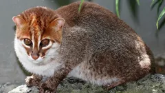 Zeldzaamste wilde katten ontdekt in Thailand - men dacht dat ze al 30 jaar uitgestorven waren