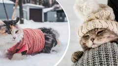 Wanneer katten het koud krijgen: experts noemen de optimale temperatuur voor je huisdier