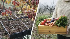 Zaai vóór eind december de zaden van deze 3 groenten: nu is het ideale moment