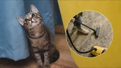 Verhuur je je kat aan de stofzuiger? Dit is waarom je dier bang is en wat je kunt doen