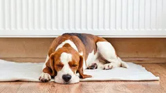Waarom je je hond niet naast de radiator moet laten liggen: experts waarschuwen baasjes