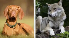 Waarom wilde dieren geen hangoren hebben: de uitleg van wetenschappers zal je verrassen