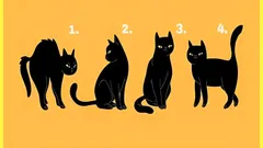 Psychologische test: kies een kat en ontdek hoe anderen jou zien