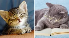 Hoe oud is je kat écht: zo bereken je de exacte leeftijd in mensenjaren