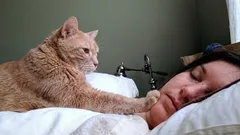 Waarom een kat zijn baasje ’s ochtends wakker maakt: experts verklaren dit gedrag