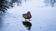 Hoe vogels het voor elkaar krijgen om lang op het ijs te staan: dit is hun slimme truc