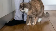 Een kat wrijft niet zomaar langs de benen van haar baasje: wat betekent dit signaal?