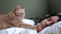 Levende wekker met klauwen: waarom katten hun baasjes ’s ochtends steeds wakker maken