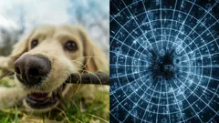 Astrologen: Wie in deze maanden is geboren, kan dieren zonder woorden begrijpen