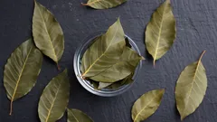Laurierblaadjes in de badkamer: zo krijg je een frisse geur zonder chemische sprays