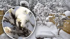 Een bedreiging onder een witte deken: wanneer te veel sneeuw planten kan schaden