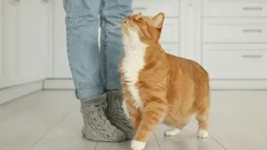 Waarom katten voor je voeten lopen: experts geven een wetenschappelijke verklaring