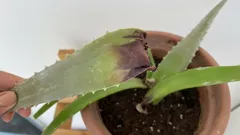 Waarom je aloë uitdroogt en hoe je hem redt: 7 eenvoudige stappen van een tuinier