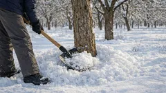 Hoe bescherm je fruitbomen in de tuin tegen wintervorst: een eenvoudige en betaalbare methode