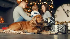 Wat te doen als je hond bang is voor vuurwerk met oud en nieuw: 5 tips van een hondentrainer