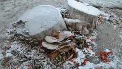 Boomstronken in de tuin verdwijnen vanzelf: 3 beste manieren zonder een tractor te bellen